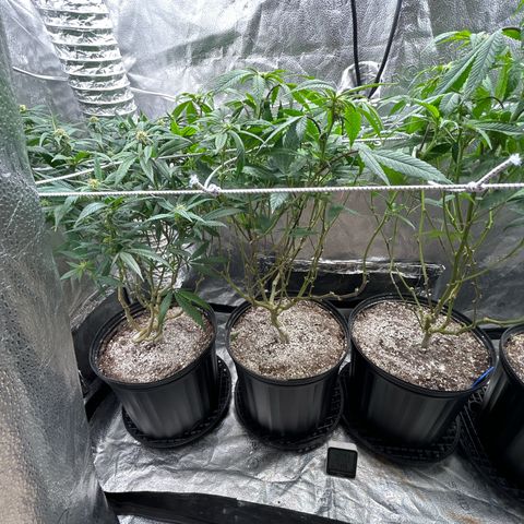 Bully Kush growlog timeline photo