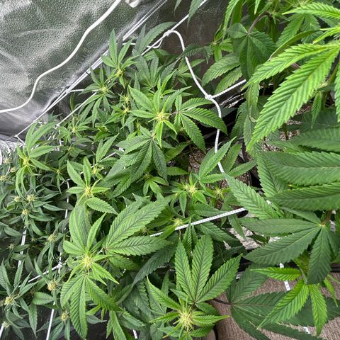 Bully Kush growlog timeline photo