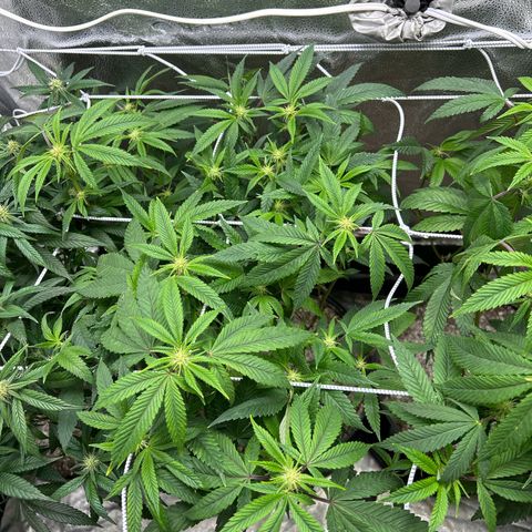 Bully Kush growlog timeline photo