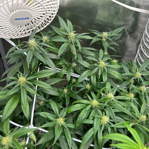OG RuntZ growlog timeline photo