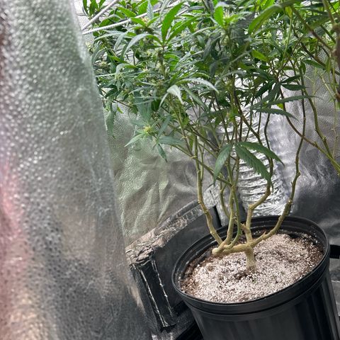 OG RuntZ growlog timeline photo