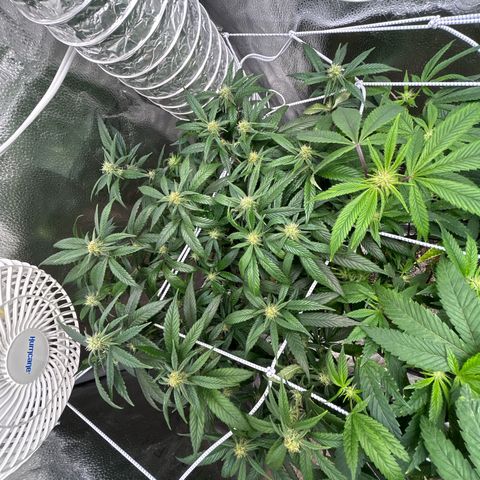 OG RuntZ growlog timeline photo