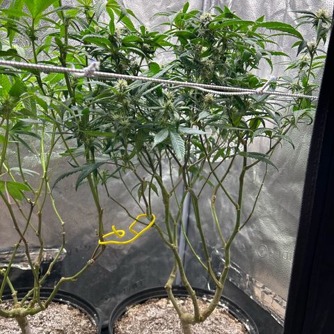 OG RuntZ growlog timeline photo