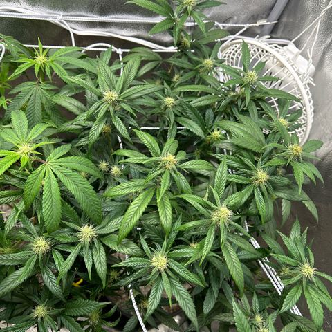 OG RuntZ growlog timeline photo