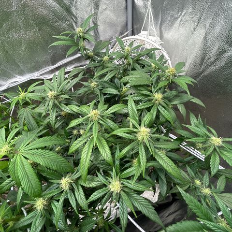 OG RuntZ growlog timeline photo