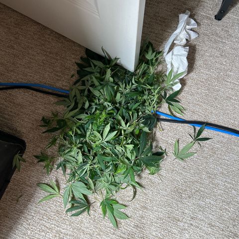Bully Kush growlog timeline photo