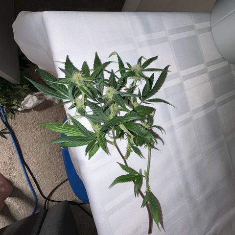 OG RuntZ growlog timeline photo