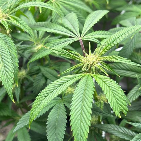 Bully Kush growlog timeline photo