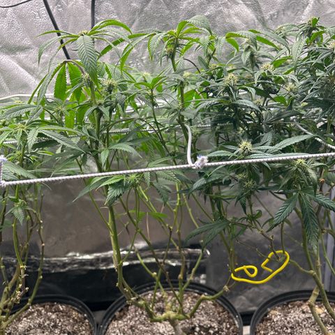 Bully Kush growlog timeline photo