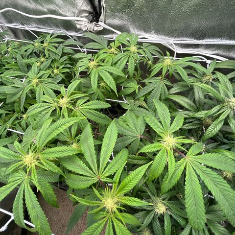 Bully Kush growlog timeline photo