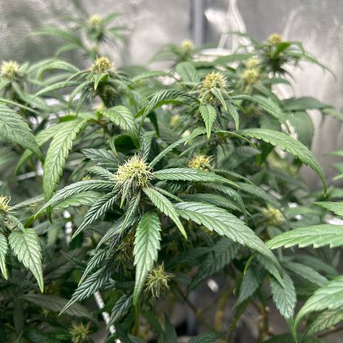 OG RuntZ growlog timeline photo
