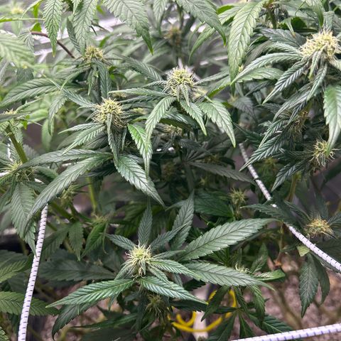 OG RuntZ growlog timeline photo