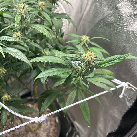 OG RuntZ growlog timeline photo