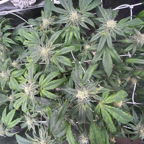 Bully Kush growlog timeline photo