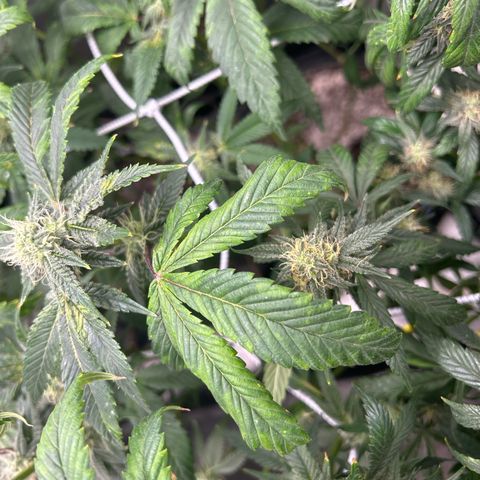 Bully Kush growlog timeline photo