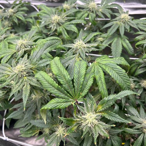Bully Kush growlog timeline photo