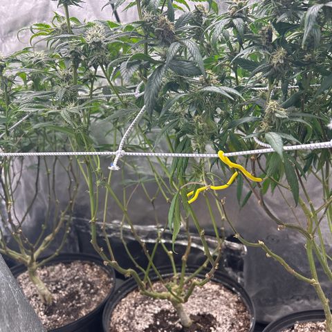 Bully Kush growlog timeline photo