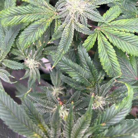 Bully Kush growlog timeline photo
