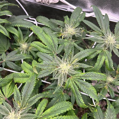 Bully Kush growlog timeline photo