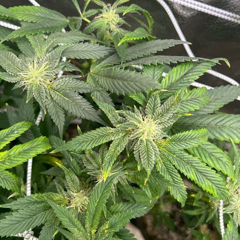 Bully Kush growlog timeline photo