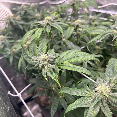 Bully Kush growlog timeline photo