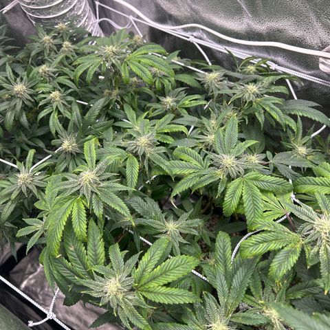 Bully Kush growlog timeline photo