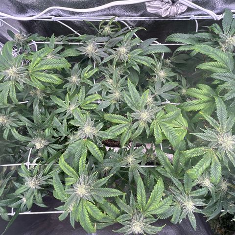 Bully Kush growlog timeline photo