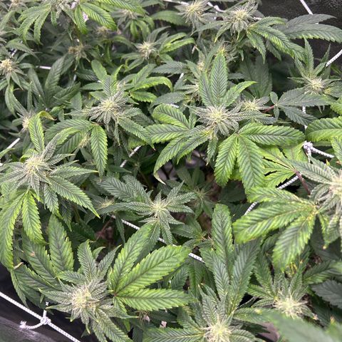 Bully Kush growlog timeline photo
