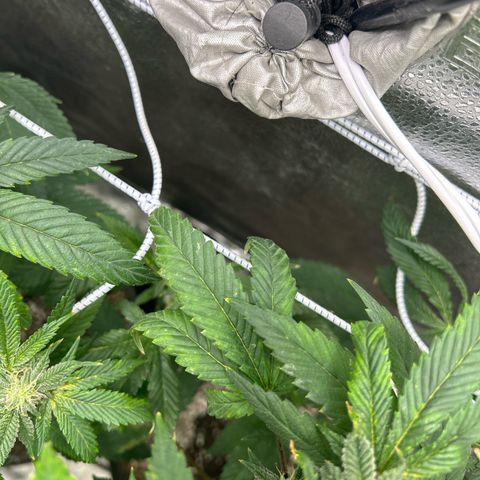 Bully Kush growlog timeline photo