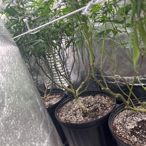Bully Kush growlog timeline photo