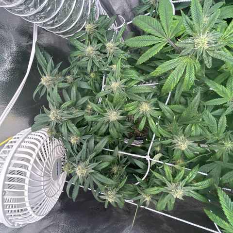 OG RuntZ growlog timeline photo