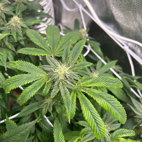OG RuntZ growlog timeline photo