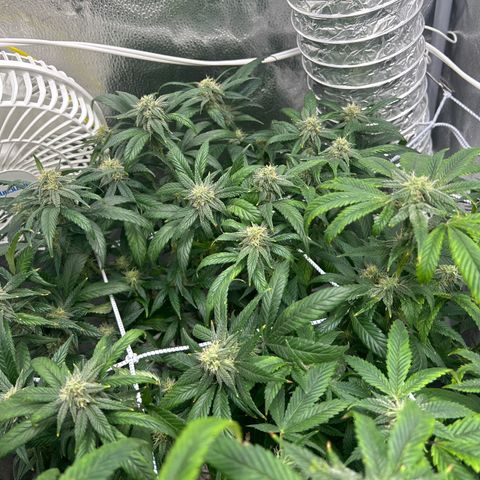 OG RuntZ growlog timeline photo