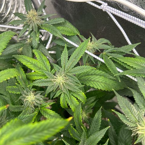 OG RuntZ growlog timeline photo