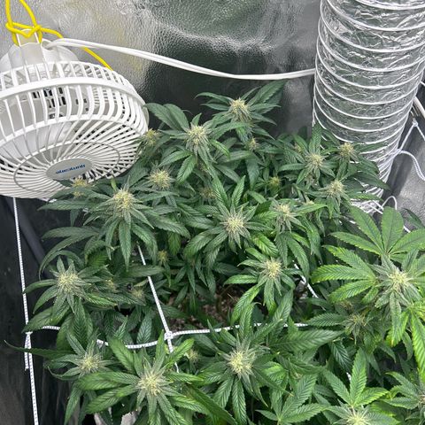 OG RuntZ growlog timeline photo