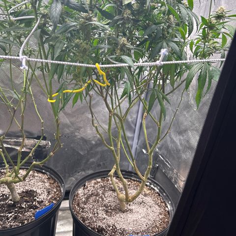 OG RuntZ growlog timeline photo