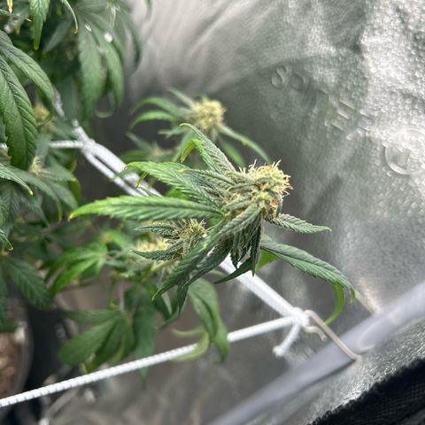 OG RuntZ growlog timeline photo