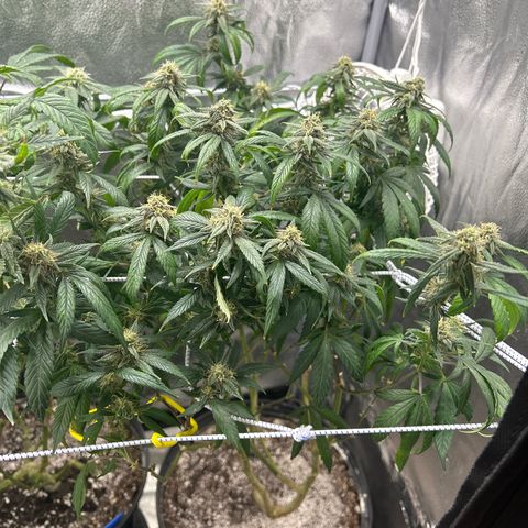 OG RuntZ growlog timeline photo