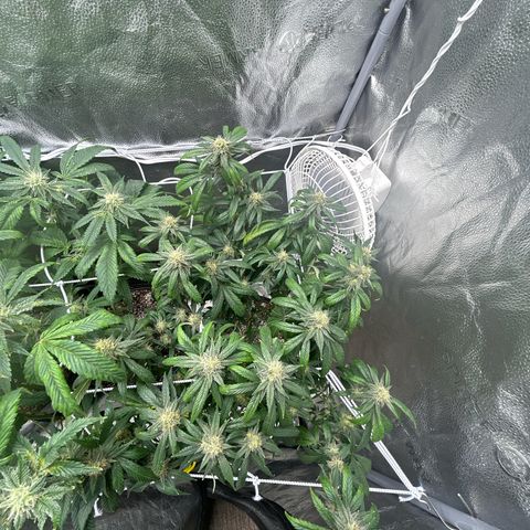 OG RuntZ growlog timeline photo