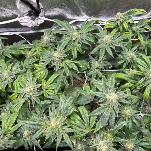 Bully Kush growlog timeline photo