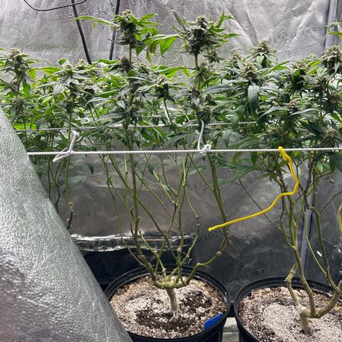 Bully Kush growlog timeline photo