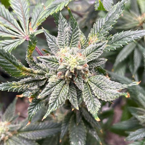 Bully Kush growlog timeline photo