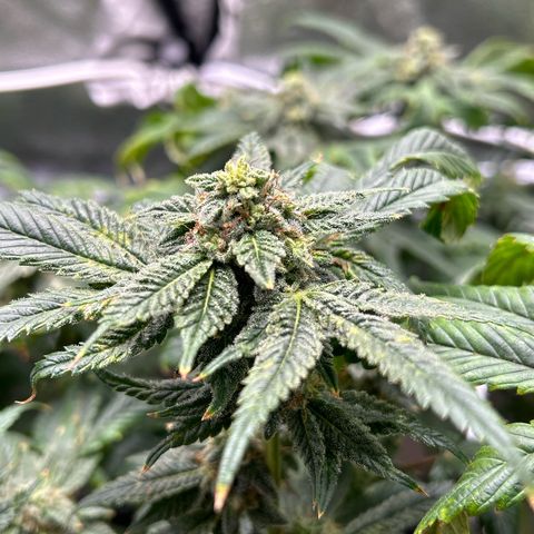 Bully Kush growlog timeline photo