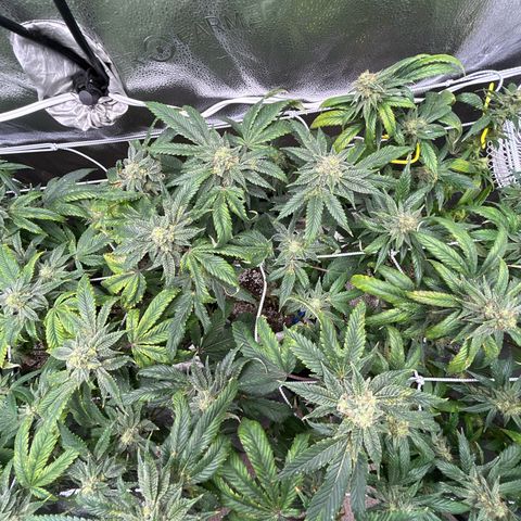 Bully Kush growlog timeline photo