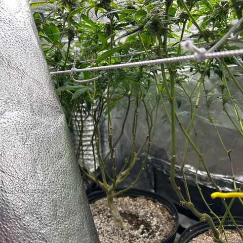 Bully Kush growlog timeline photo