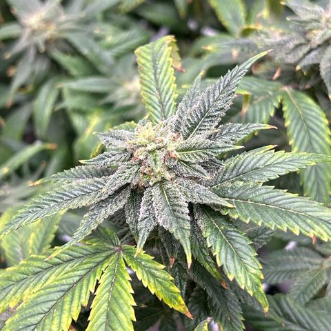 Bully Kush growlog timeline photo