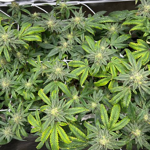 Bully Kush growlog timeline photo