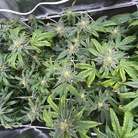 Bully Kush growlog timeline photo