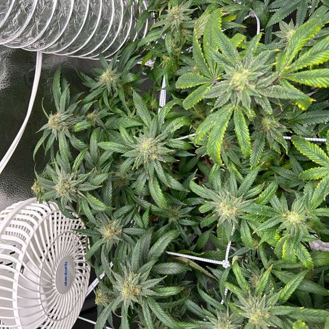 OG RuntZ growlog timeline photo