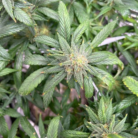 OG RuntZ growlog timeline photo